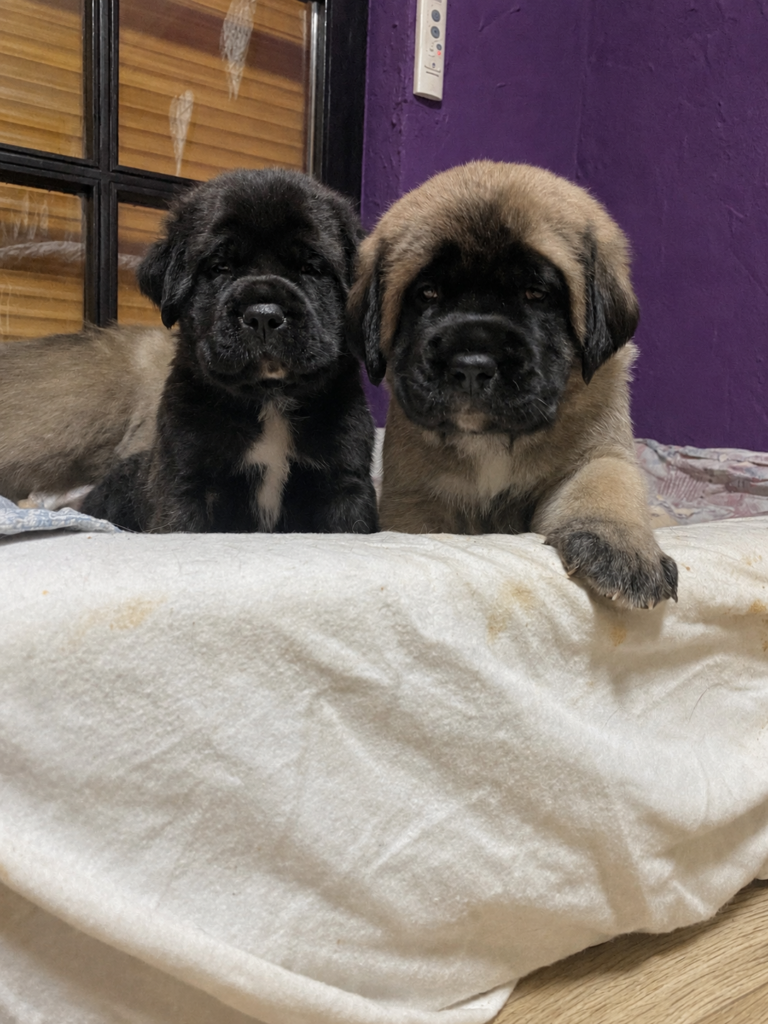 Zwei English-Mastiff-Welpen, einer fawnfarben und einer dunkel gestromt, liegen gemeinsam nebeneinander.