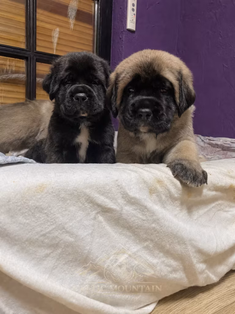 Zwei English-Mastiff-Welpen, einer fawnfarben und einer dunkel gestromt, liegen gemeinsam nebeneinander.