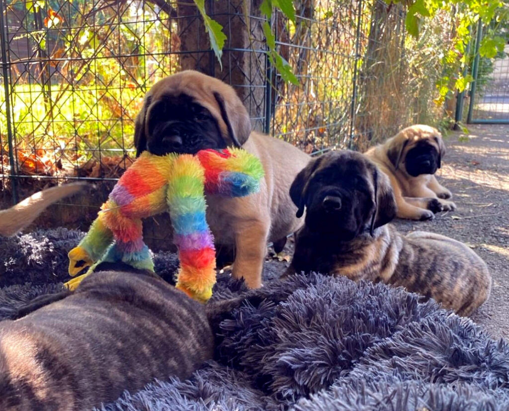 Fawnfarbene und gestromte English-Mastiff-Welpen mit buntem Spielzeug