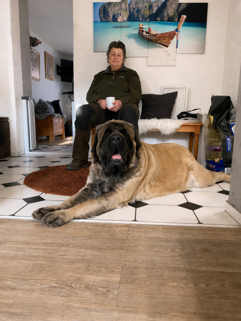 English Mastiff Holly liegt entspannt vor Sybilla im Wohnbereich.