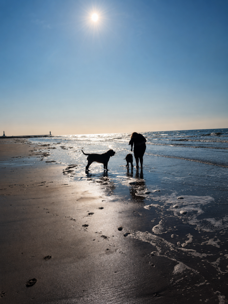 Zwei English Mastiffs mit einer Person am sonnigen Meeresstrand.