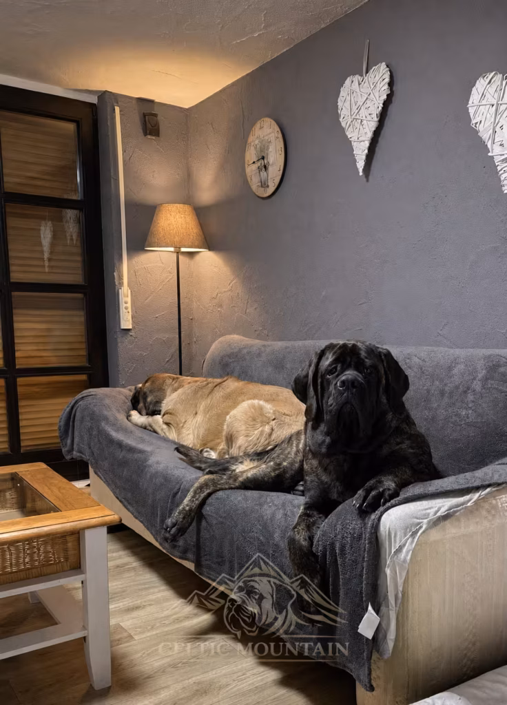 Die English Mastiffs Jule und Holly liegen gemeinsam entspannt auf dem Sofa.