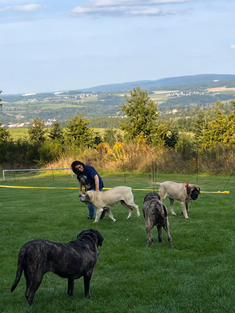 Mehrere English Mastiffs laufen über eine Wiese mit weitem Blick über die Landschaft beim Mastifftreffen 2025.
