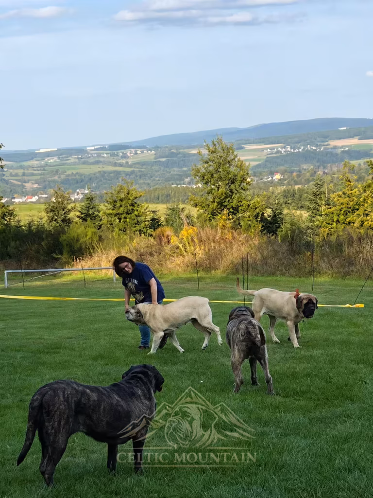 Mehrere English Mastiffs laufen über eine Wiese mit weitem Blick über die Landschaft beim Mastifftreffen 2025.