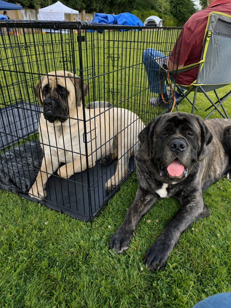 English Mastiffs Greta und Missi gemeinsam beim Hundeschau auf einer Wiese.