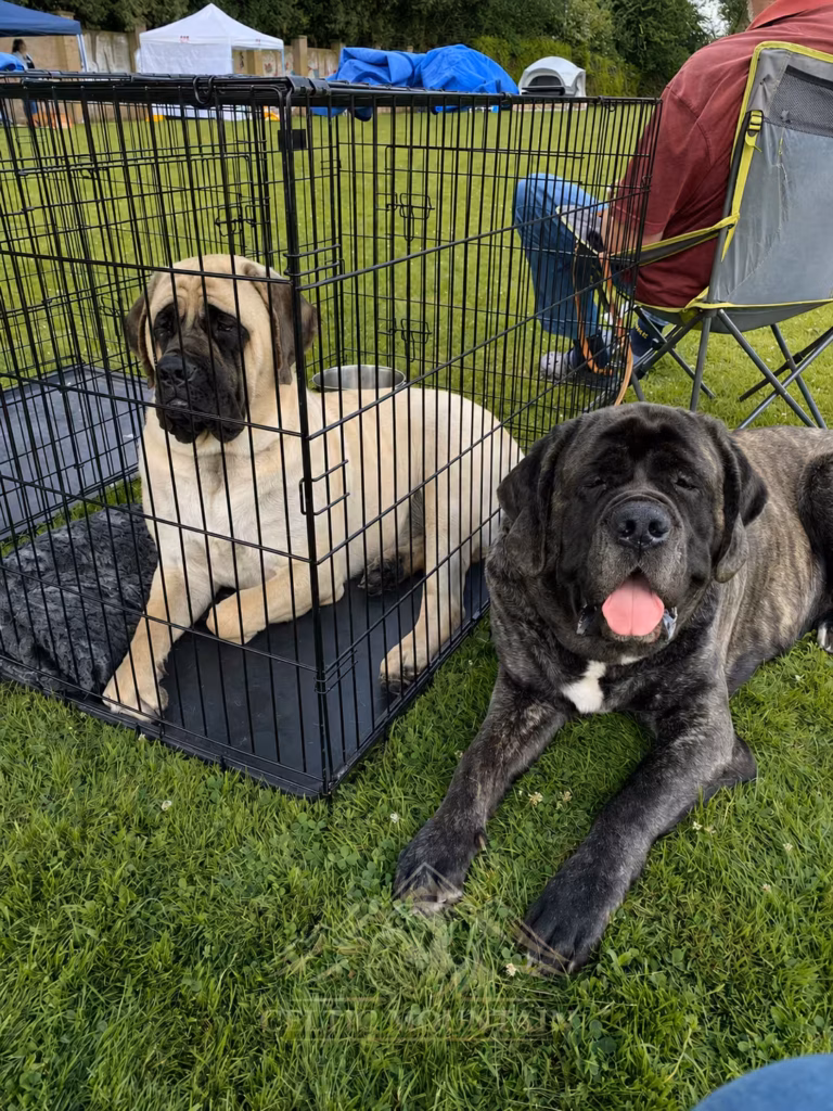 English Mastiffs Greta und Missi gemeinsam beim Hundeschau auf einer Wiese.