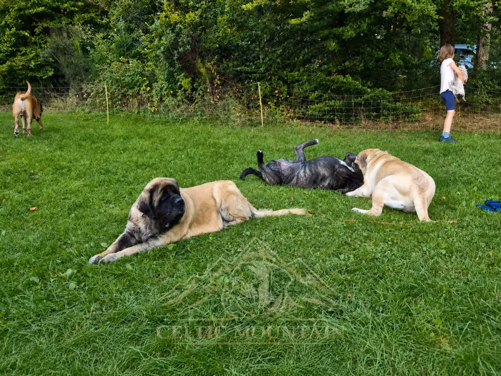 Mehrere English Mastiffs spielen und ruhen gemeinsam auf einer Wiese beim Mastifftreffen 2025.