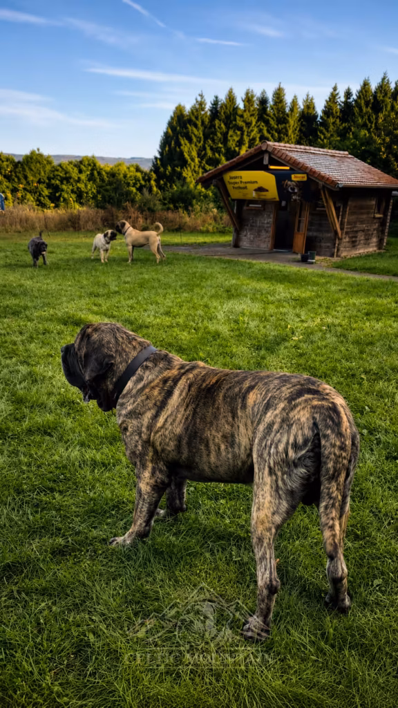 Mehrere English Mastiffs auf der Wiese beim Mastiff- und Mops-Treffen in Rascheid