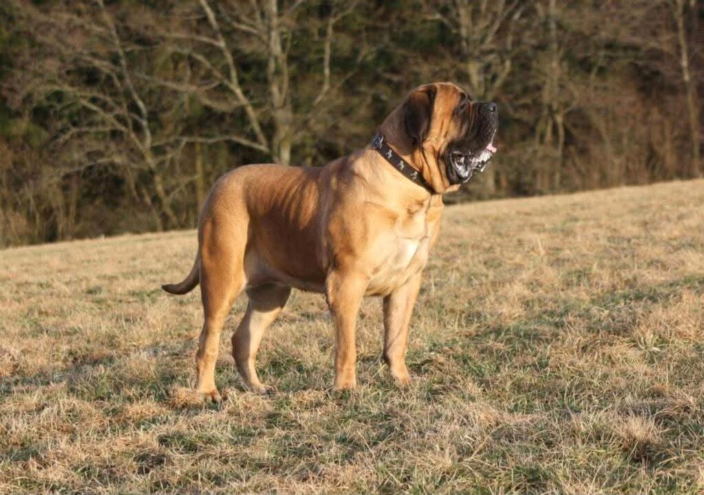 Fawnfarbener English Mastiff mit schwarzer Maske steht aufmerksam auf einer Wiese.