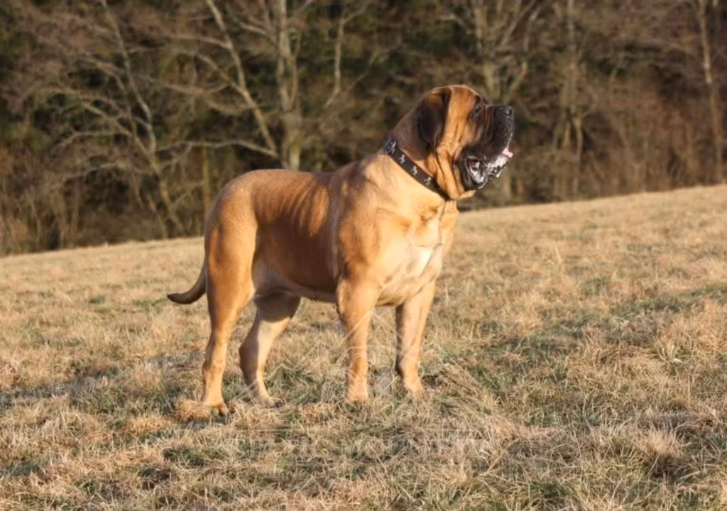 Fawnfarbener English Mastiff mit schwarzer Maske steht aufmerksam auf einer Wiese.