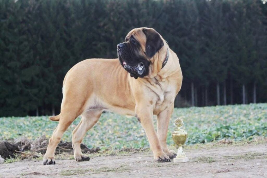 Fawnfarbener English Mastiff mit schwarzer Maske steht neben einem Pokal.