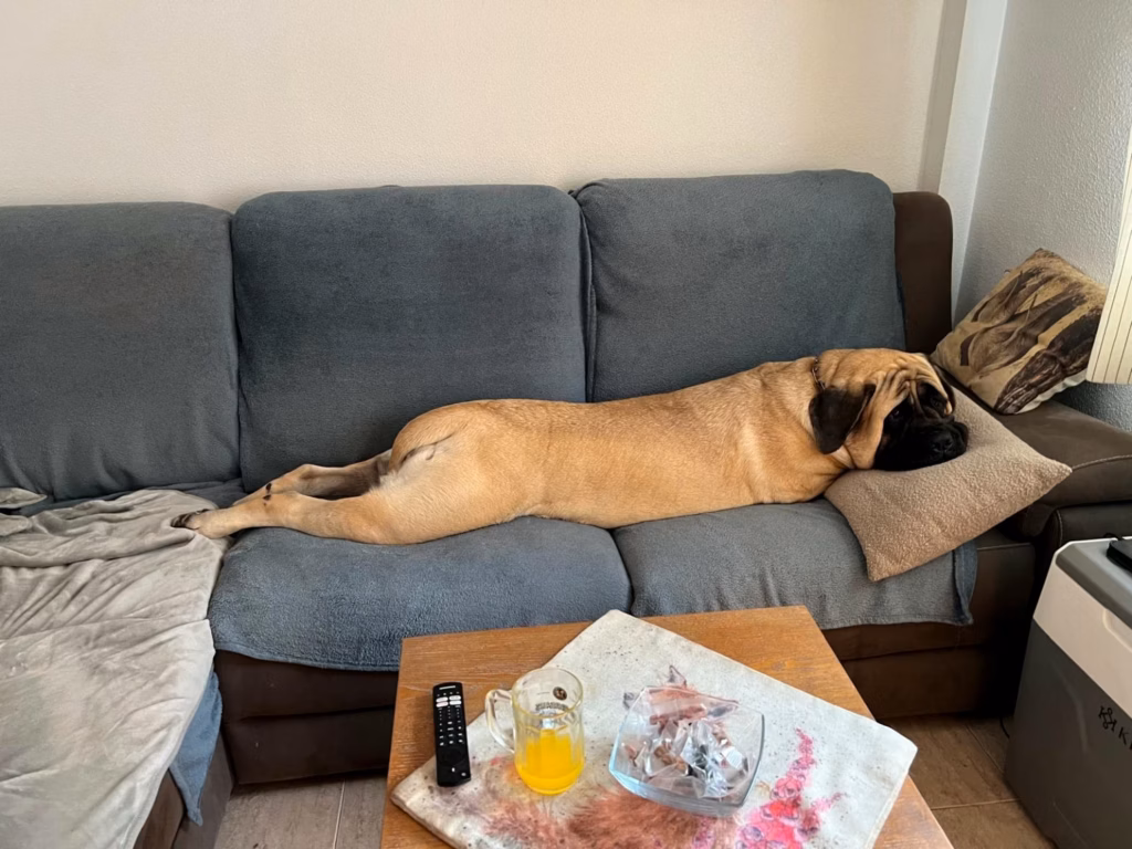 Die fawnfarbene English-Mastiff-Hündin Greta liegt ausgestreckt auf dem Sofa.