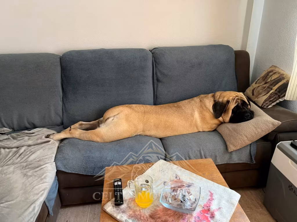 Die fawnfarbene English-Mastiff-Hündin Greta liegt ausgestreckt auf dem Sofa.