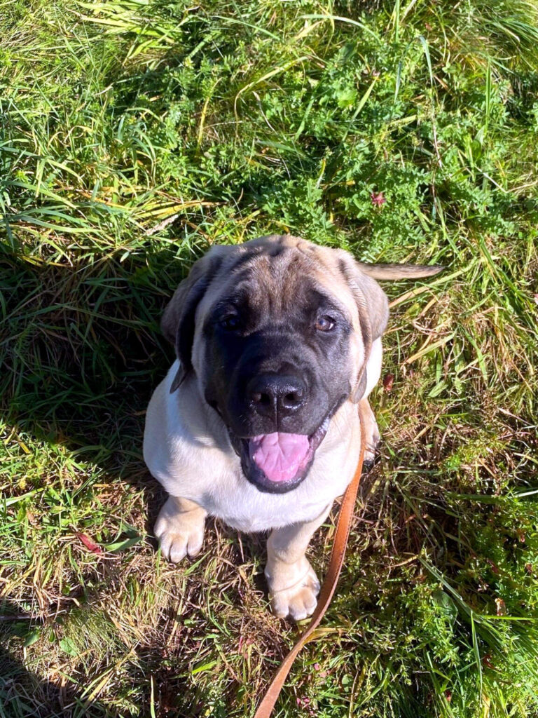 Fawnfarbener English-Mastiff-Welpe auf der Wiese | Celtic Mountain