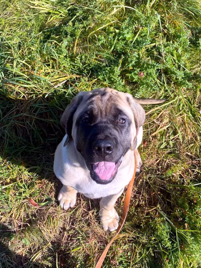 Fawnfarbener English-Mastiff-Welpe auf der Wiese | Celtic Mountain