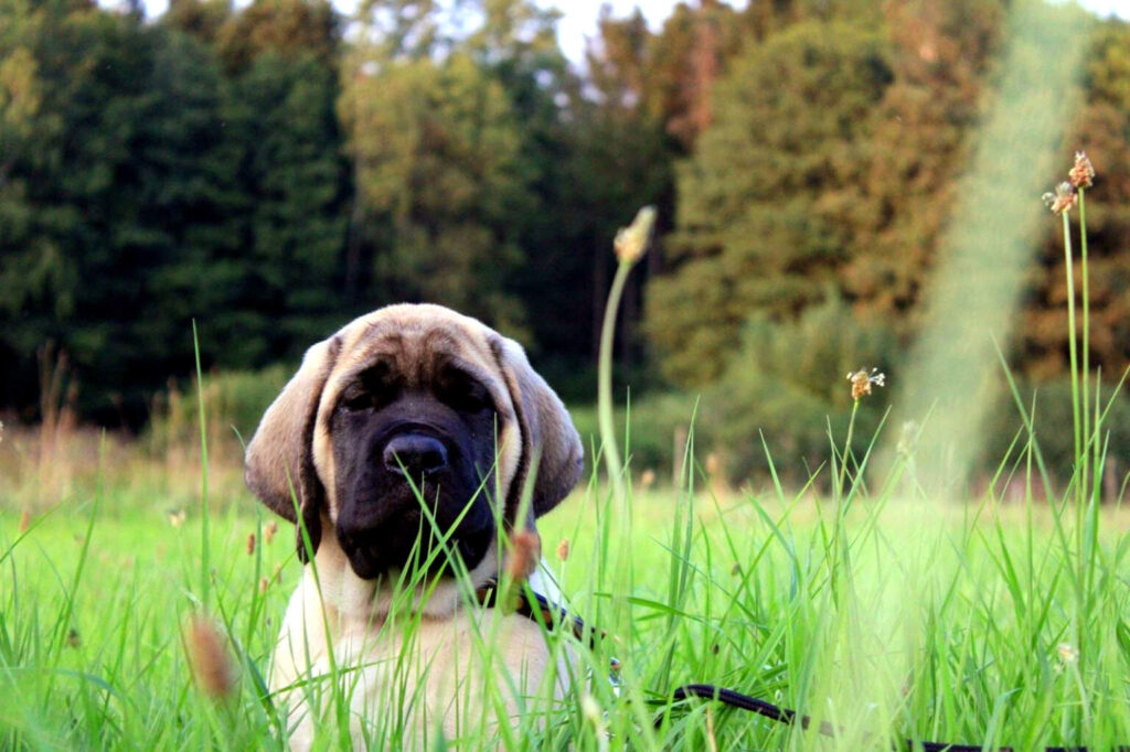 Fawnfarbener English-Mastiff-Welpe sitzt auf einer grünen Wiese