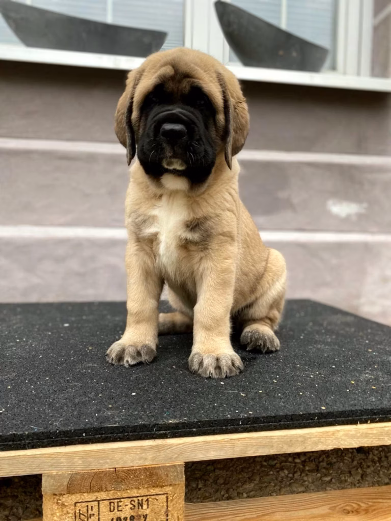 Der fawnfarbene English-Mastiff-Welpe Kantos sitzt aufmerksam im Außenbereich.