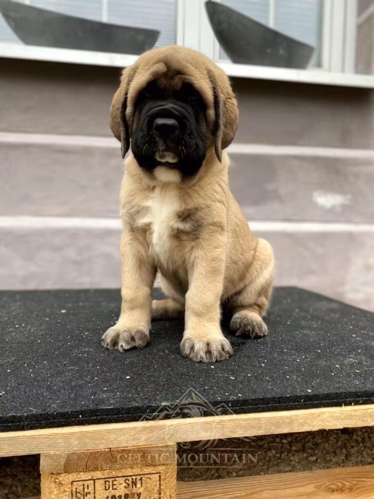 Der fawnfarbene English-Mastiff-Welpe Kantos sitzt aufmerksam im Außenbereich.