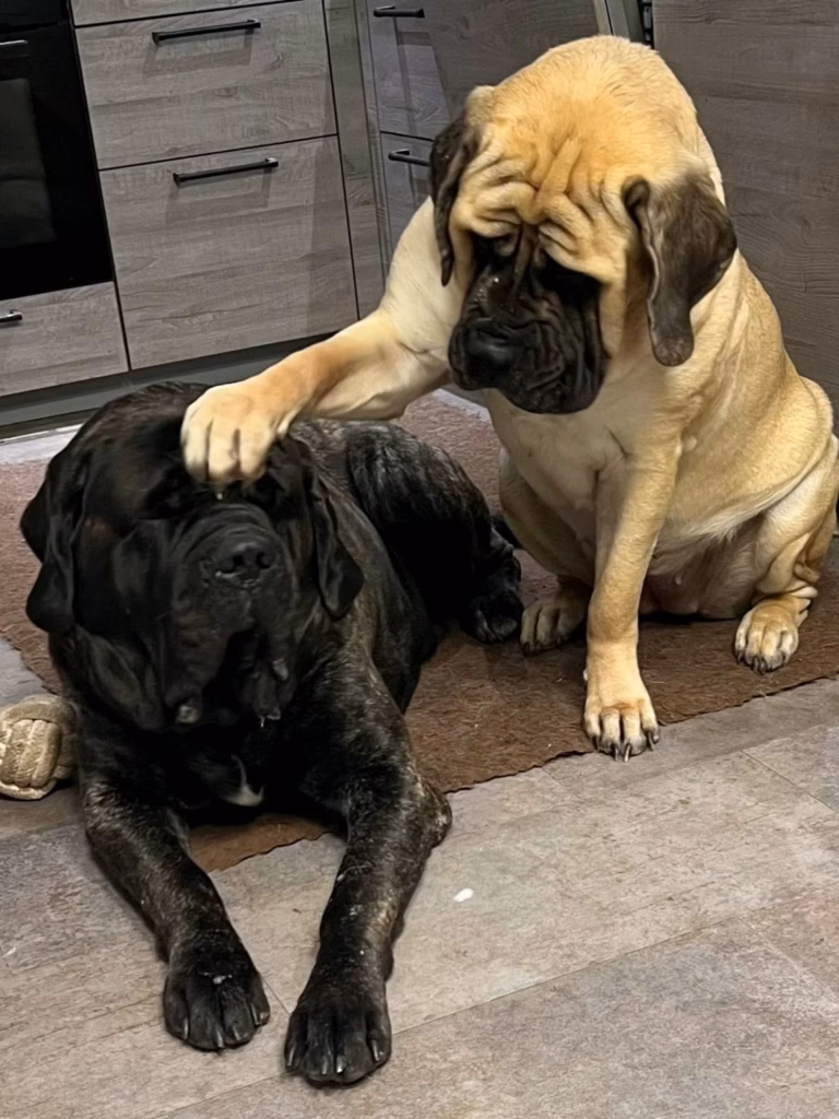 Die fawnfarbene English-Mastiff-Hündin Greta legt ihre Pfote auf den gestromten English Mastiff Magnus.