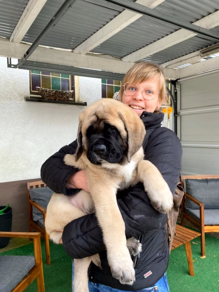 Der fawnfarbene English-Mastiff-Welpe Kantos wird von einer Frau auf dem Arm gehalten.