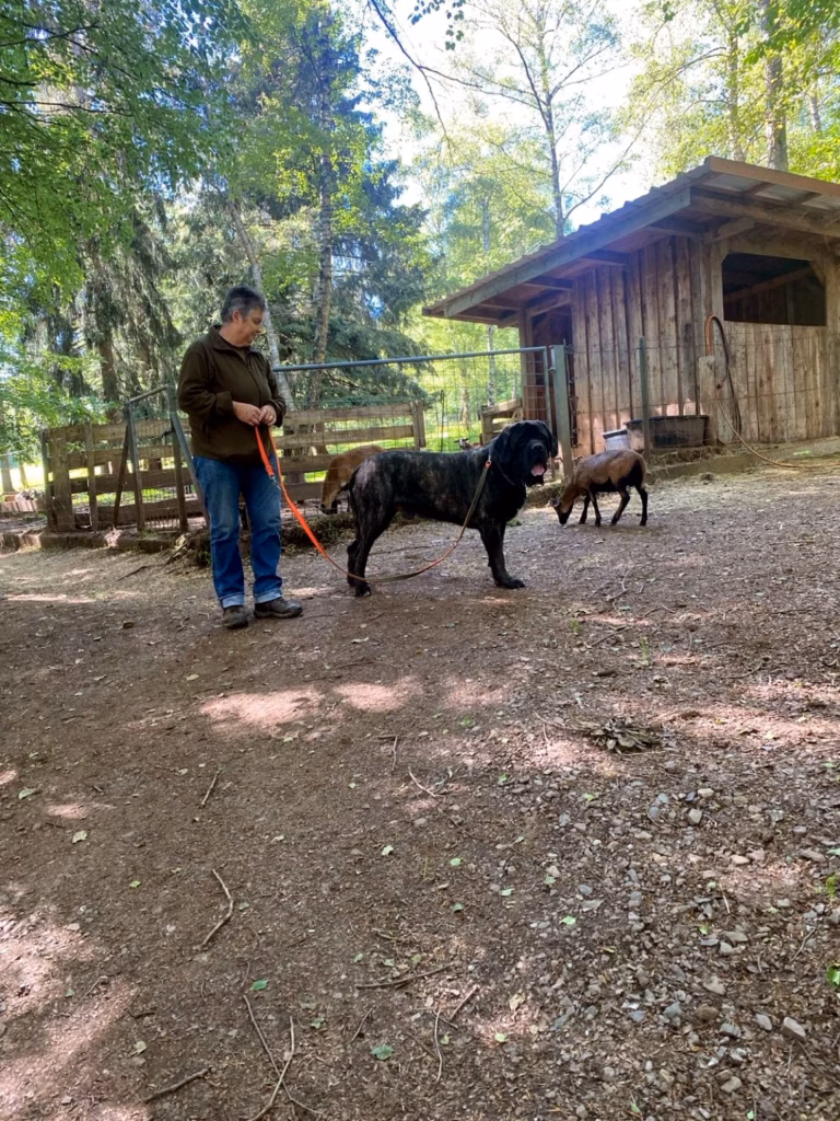 Sybilla mit dem gestromten English Mastiff Magnus bei den Ziegen