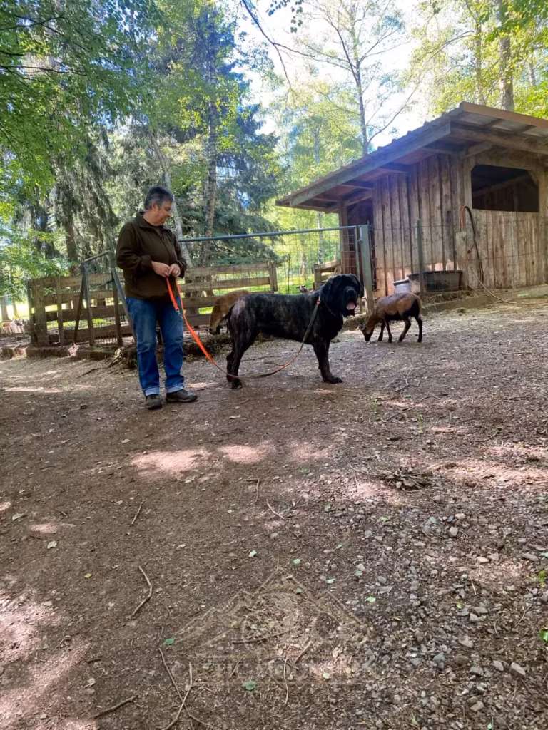 Sybilla mit dem gestromten English Mastiff Magnus bei den Ziegen