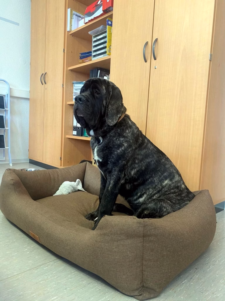 Miss Marple sitzt aufmerksam in einem großen Hundebett.