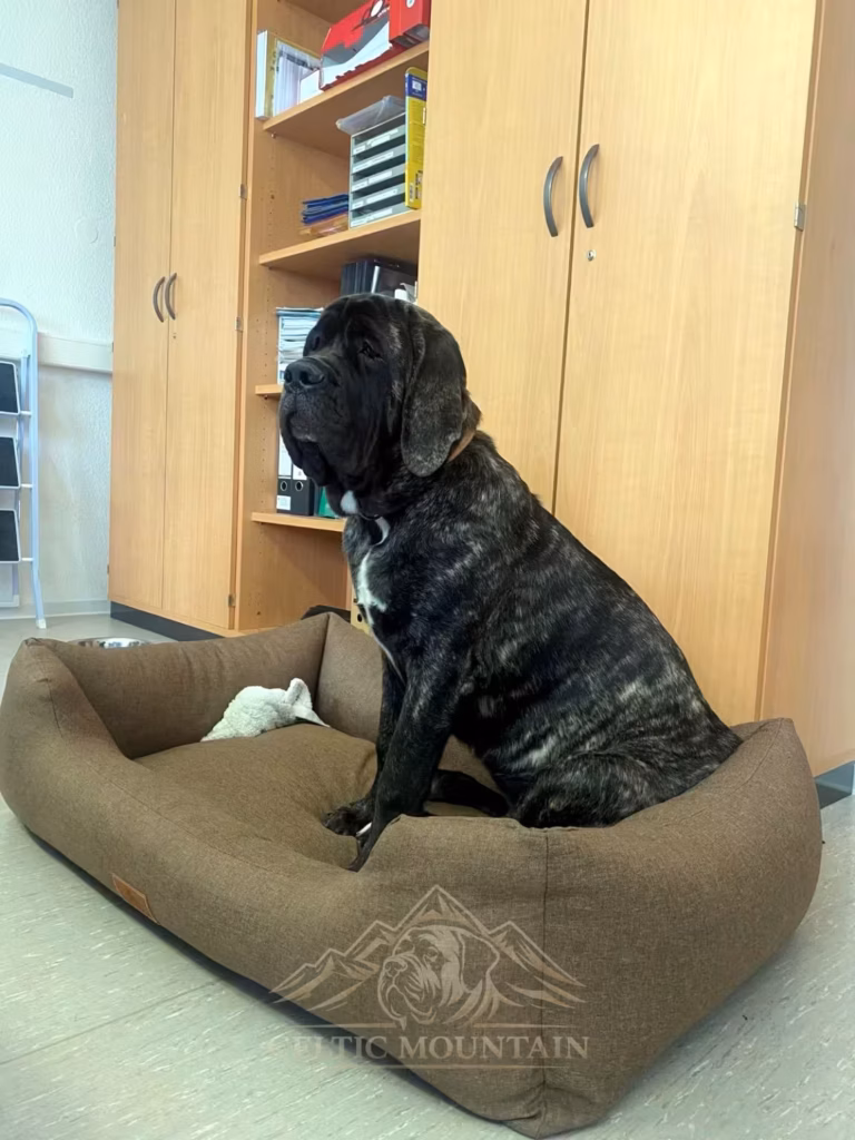 Miss Marple sitzt aufmerksam in einem großen Hundebett.