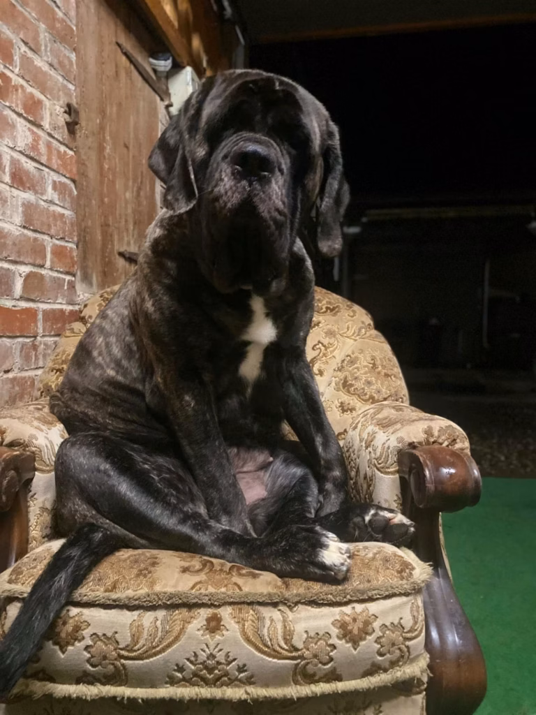 Die gestromte English-Mastiff-Hündin Miss Marple sitzt aufrecht in einem Sessel.