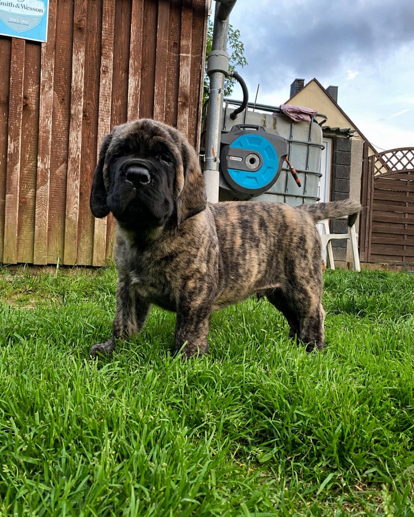 Gestromter English-Mastiff-Welpe Leo steht im Garten auf einer Wiese