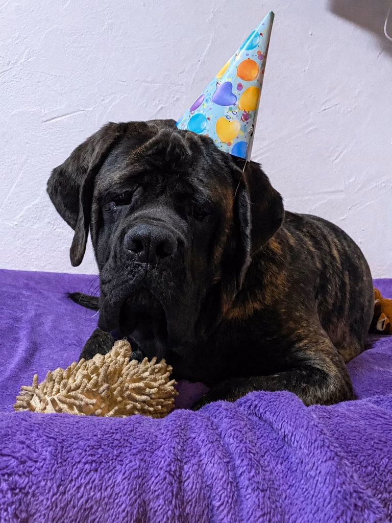 Ein gestromter English Mastiff liegt mit einem bunten Geburtstagshut auf einer violetten Decke.