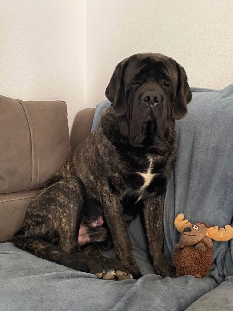 Der gestromte English Mastiff Magnus sitzt auf dem Sofa neben einem Kuscheltier.