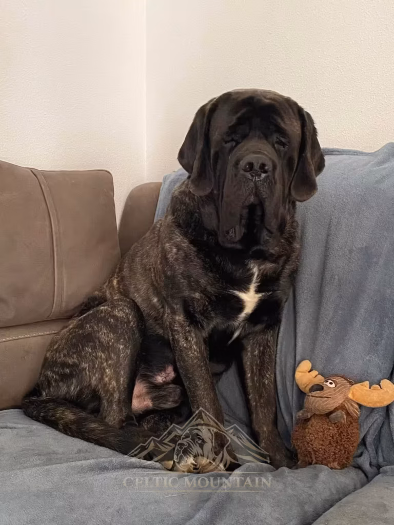 Der gestromte English Mastiff Magnus sitzt auf dem Sofa neben einem Kuscheltier.