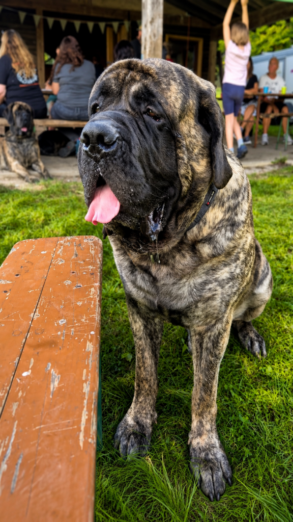 Porträt eines gestromten English Mastiffs beim Mastiff-Treffen in Rascheid