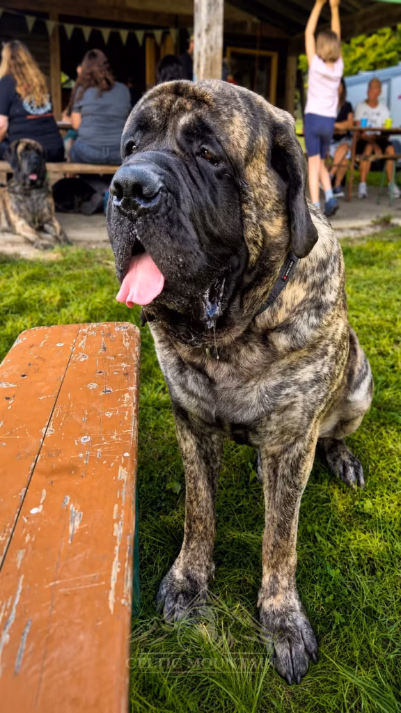 Porträt eines gestromten English Mastiffs beim Mastiff-Treffen in Rascheid