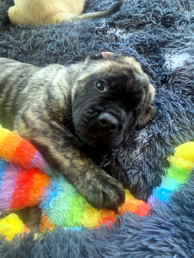 Gestromter English-Mastiff-Welpe kuschelt mit einem bunten Spielzeug