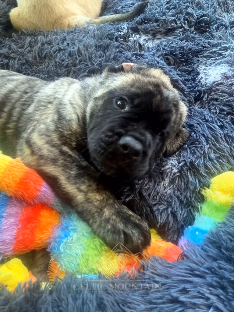 Gestromter English-Mastiff-Welpe kuschelt mit einem bunten Spielzeug