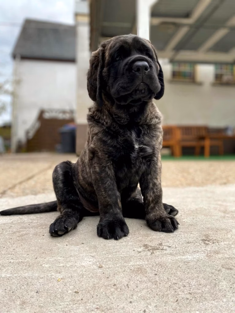 Der gestromte English-Mastiff-Welpe Kretel sitzt aufmerksam im Außenbereich.