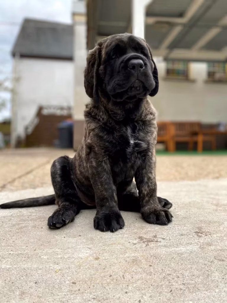 Der gestromte English-Mastiff-Welpe Kretel sitzt aufmerksam im Außenbereich.