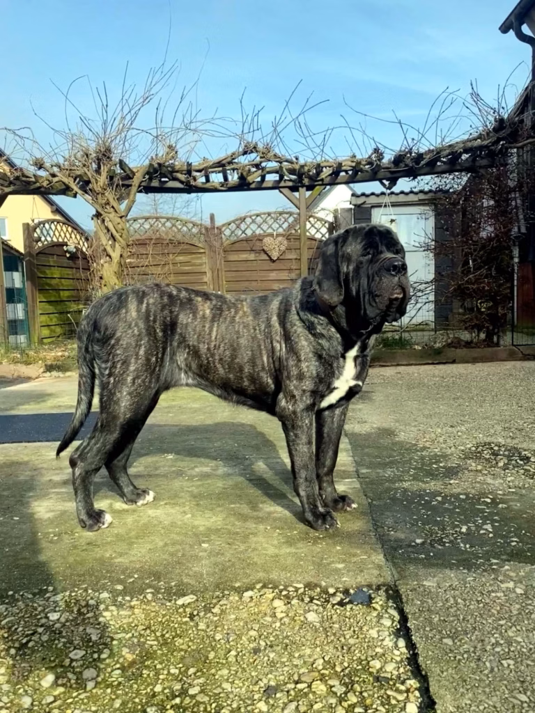 Gestromte English Mastiff Hündin Miss Marple steht aufmerksam im Hof.