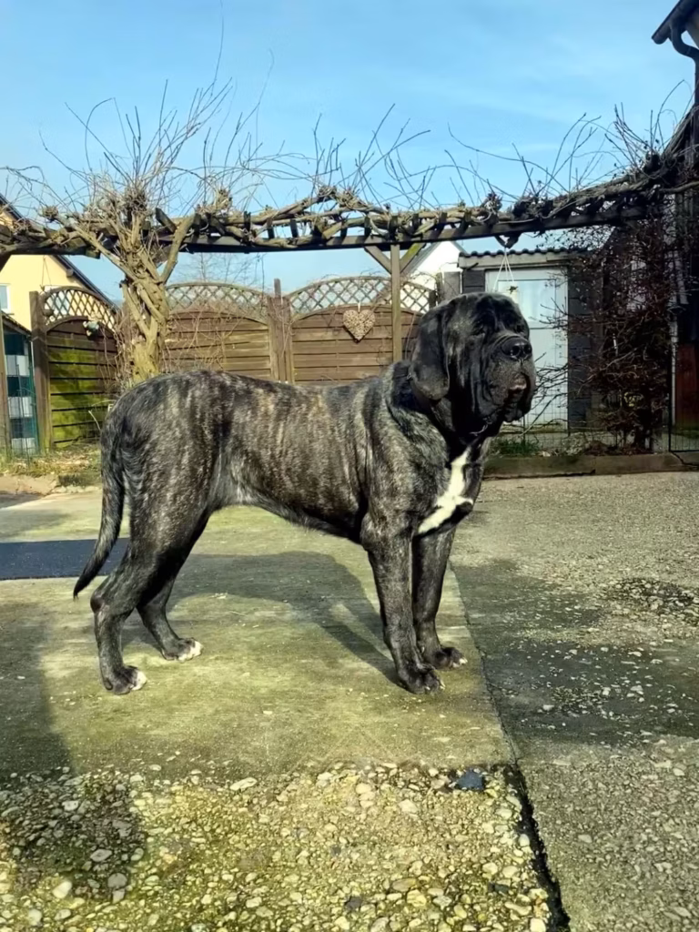 Gestromte English Mastiff Hündin Miss Marple steht aufmerksam im Hof.