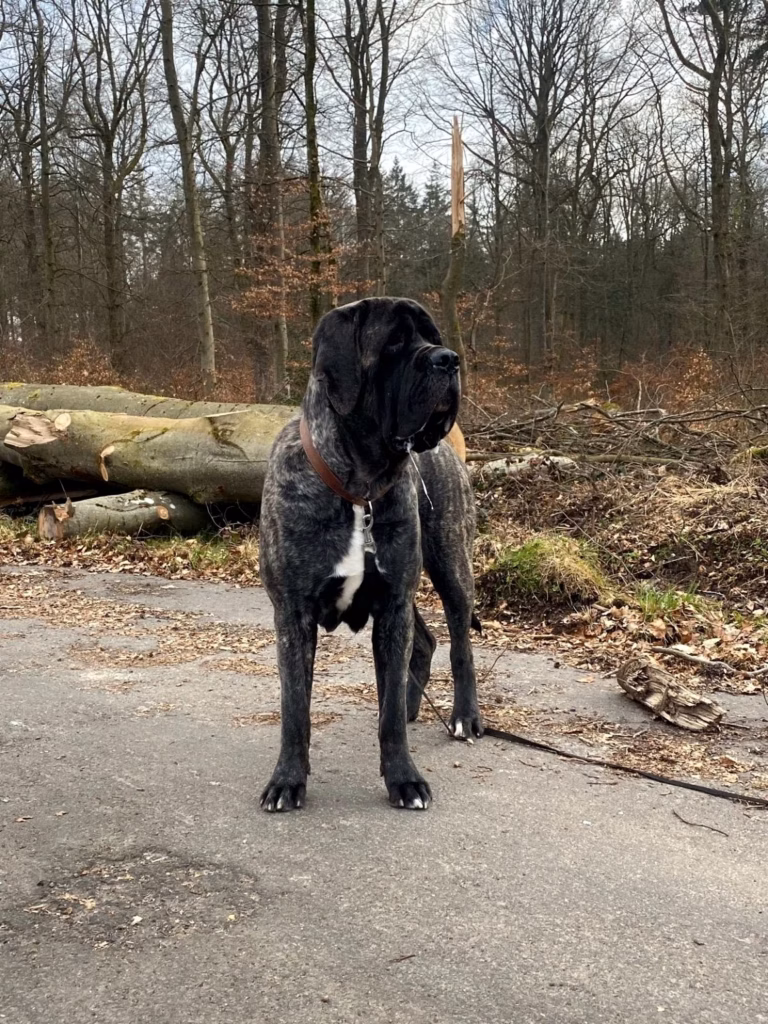 Miss Marple steht aufmerksam auf einem Waldweg vor gefällten Baumstämmen.