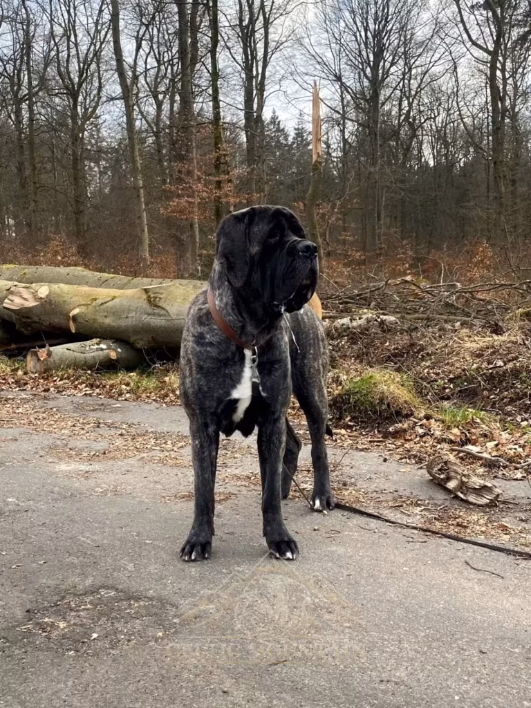 Miss Marple steht aufmerksam auf einem Waldweg vor gefällten Baumstämmen.