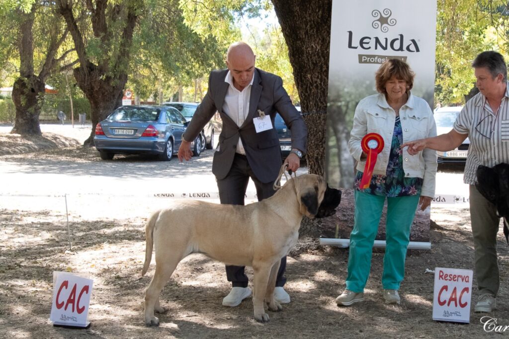 Greta from Gawy erhält Vorzüglich 1 und das CAC bei der Monográfica des Club Español de los Molosos de Arena.