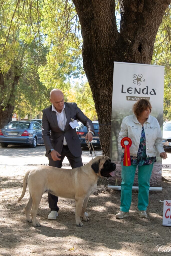 Greta from Gawy gewinnt das CAC bei der English Mastiff Spezialausstellung in El Escorial, Spanien.