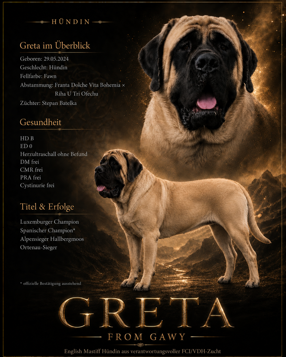 Greta from Gawy, fawnfarbene English Mastiff Hündin mit Gesundheitsdaten und Ausstellungserfolgen