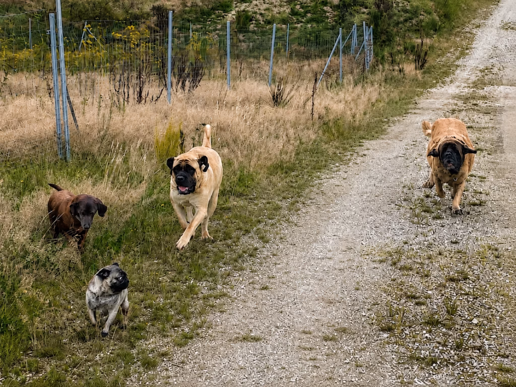 Greta und Holly mit weiteren Hunden bei einem gemeinsamen Spaziergang auf einem Feldweg