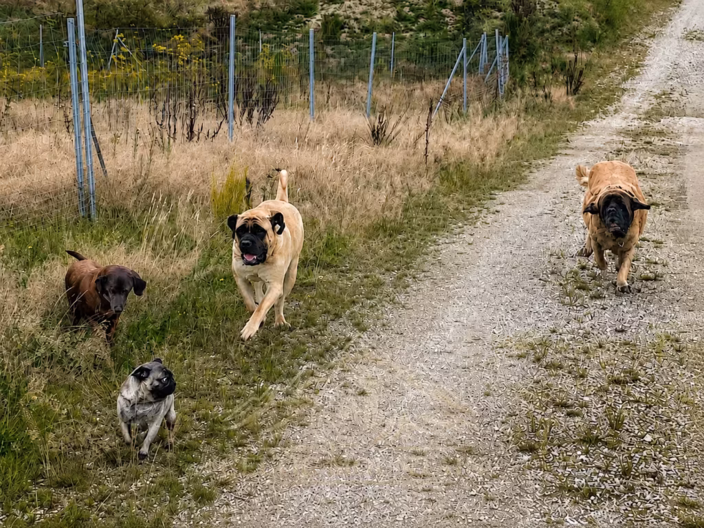 Greta und Holly mit weiteren Hunden bei einem gemeinsamen Spaziergang auf einem Feldweg