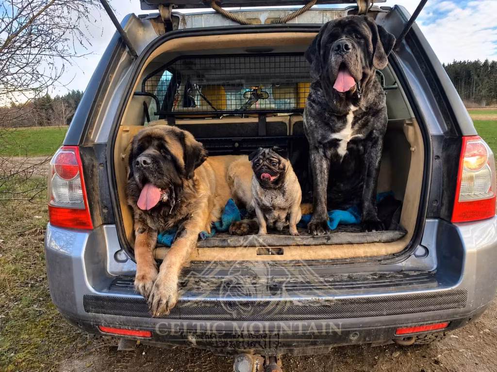 English-Mastiff-Hündinnen Holly und Missi mit Mops Bärbel im geöffneten Kofferraum