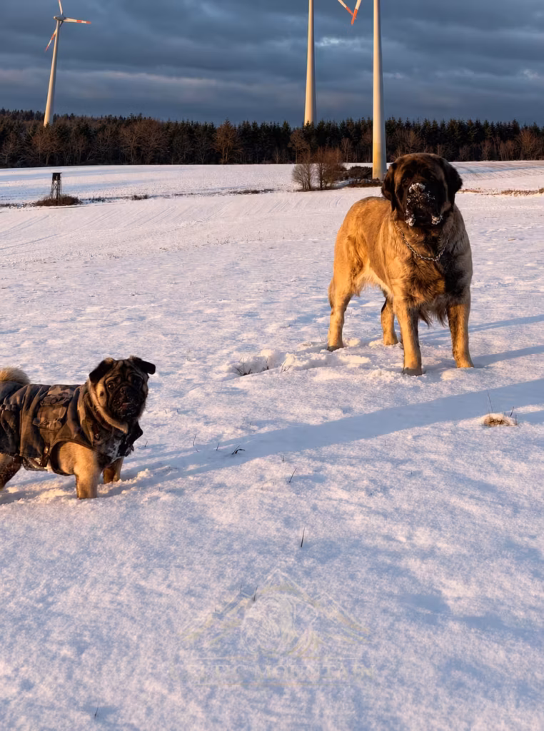 English Mastiff Holly und Mops Bärbel gemeinsam im Schnee bei From the Celtic Mountain